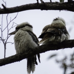 Dacelo novaeguineae (Laughing Kookaburra) at Gungahlin, ACT - 5 Sep 2016 by CedricBear