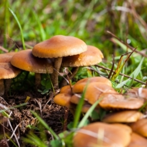 zz agaric (stem; gills white/cream) at Murrumbateman, NSW - 5 Sep 2016