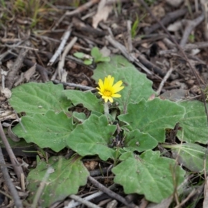 Cymbonotus sp. (preissianus or lawsonianus) at Murrumbateman, NSW - 4 Sep 2016 01:17 PM