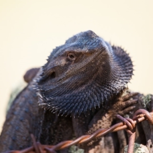 Pogona barbata at Murrumbateman, NSW - suppressed