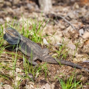 Pogona barbata at Murrumbateman, NSW - suppressed