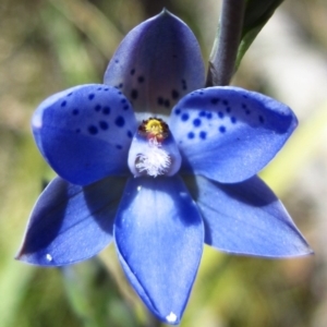 Thelymitra juncifolia at Aranda, ACT - 2 Nov 2012