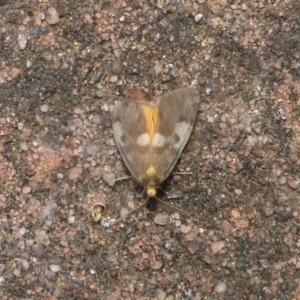 Anestia (genus) at Aranda, ACT - 4 Nov 2014