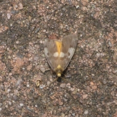 Anestia (genus) (A tiger moth) at Aranda, ACT - 4 Nov 2014 by JanetRussell