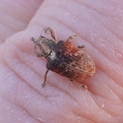 Gonipterus sp. (genus) (Eucalyptus Weevil) at Point Hut to Tharwa - 26 Feb 2015 by michaelb