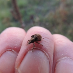 Gonipterus sp. (genus) at Paddys River, ACT - 26 Feb 2015 07:49 PM