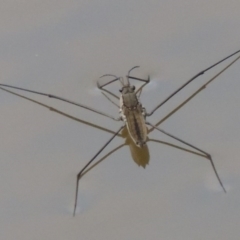 Aquarius antigone (Water strider, pond skater) at Greenway, ACT - 20 Jan 2014 by MichaelBedingfield