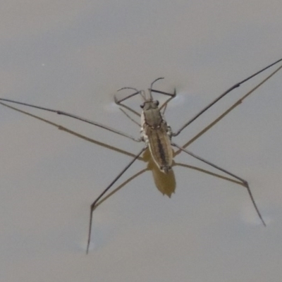 Aquarius antigone (Water strider, pond skater) at Pine Island to Point Hut - 20 Jan 2014 by MichaelBedingfield