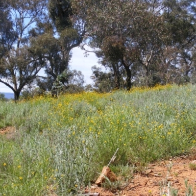 Calotis lappulacea (Yellow Burr Daisy) at Deakin, ACT - 17 Oct 2010 by MichaelMulvaney