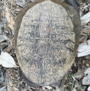 Chelodina longicollis at Gungahlin, ACT - 7 Sep 2016