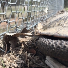 Chelodina longicollis at Gungahlin, ACT - 7 Sep 2016