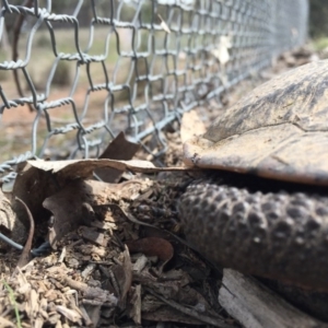 Chelodina longicollis at Gungahlin, ACT - 7 Sep 2016 11:26 AM