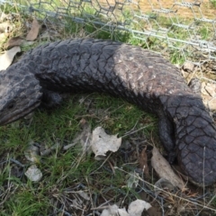 Tiliqua rugosa (Shingleback Lizard) at Gungahlin, ACT - 7 Sep 2016 by CedricBear