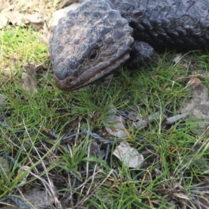 Tiliqua rugosa at Gungahlin, ACT - 7 Sep 2016 12:10 PM