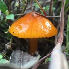 Hygrocybe sp. (Hygrocybe) at Mulligans Flat - 7 Sep 2016 by JasonC