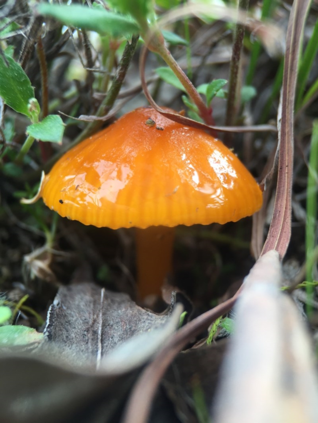 Hygrocybe sp. at Forde, ACT - 7 Sep 2016