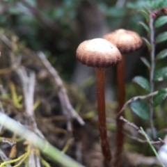 Unidentified at Mulligans Flat - 7 Sep 2016 by JasonC