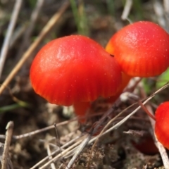 Hygrocybe sp. ‘red’ (A Waxcap) at Forde, ACT - 7 Sep 2016 by JasonC