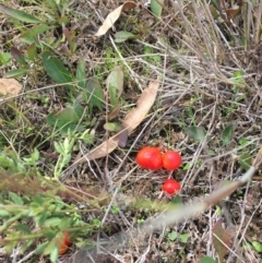 Hygrocybe sp. ‘red’ at Forde, ACT - 7 Sep 2016