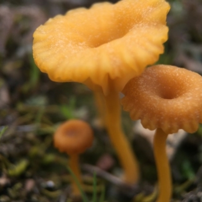 Omphalina s.l. at Mulligans Flat - 7 Sep 2016 by JasonC