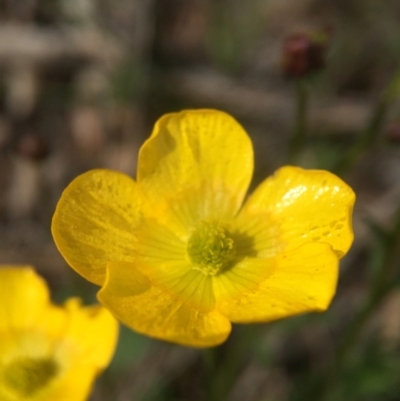 Ranunculus lappaceus (Australian Buttercup) at Forde, ACT - 7 Sep 2016 by JasonC