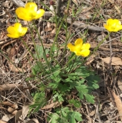 Ranunculus lappaceus at Forde, ACT - 7 Sep 2016 02:11 PM