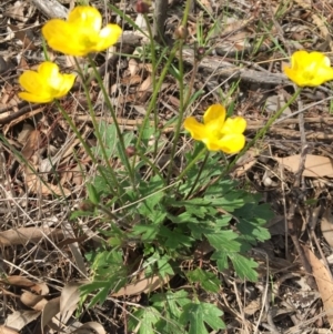 Ranunculus lappaceus at Forde, ACT - 7 Sep 2016