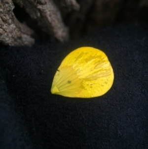 Ranunculus lappaceus at Forde, ACT - 7 Sep 2016 02:11 PM