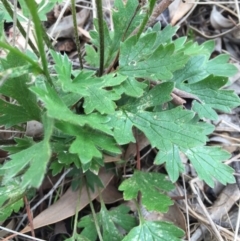 Ranunculus lappaceus at Forde, ACT - 7 Sep 2016