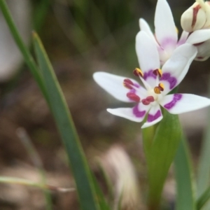 Wurmbea dioica subsp. dioica at Forde, ACT - 7 Sep 2016 02:15 PM