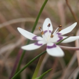 Wurmbea dioica subsp. dioica at Forde, ACT - 7 Sep 2016 02:15 PM