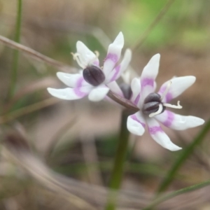 Wurmbea dioica subsp. dioica at Forde, ACT - 7 Sep 2016