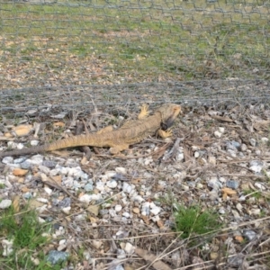 Pogona barbata at Forde, ACT - suppressed