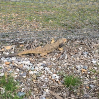 Pogona barbata (Eastern Bearded Dragon) at Forde, ACT - 7 Sep 2016 by JasonC