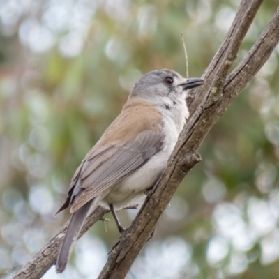 Colluricincla harmonica (Grey Shrikethrush) at Mulligans Flat - 7 Sep 2016 by CedricBear