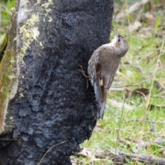 Cormobates leucophaea (White-throated Treecreeper) at Mulligans Flat - 7 Sep 2016 by CedricBear