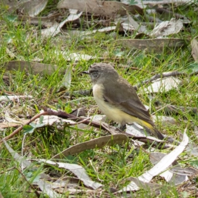 Acanthiza chrysorrhoa (Yellow-rumped Thornbill) at Gungahlin, ACT - 7 Sep 2016 by CedricBear