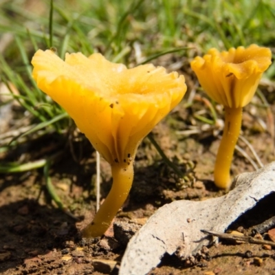 Lichenomphalia chromacea (Yellow Navel) at Mulligans Flat - 7 Sep 2016 by CedricBear