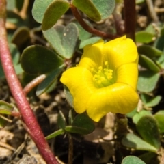 Oxalis perennans (Grassland Wood Sorrel) at Sutton, NSW - 7 Sep 2016 by CedricBear