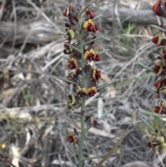 Daviesia genistifolia (Broom Bitter Pea) at Ainslie, ACT - 7 Sep 2016 by SilkeSma