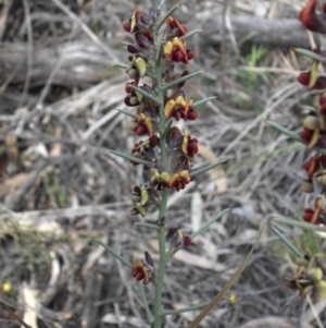 Daviesia genistifolia at Ainslie, ACT - 7 Sep 2016