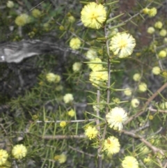 Acacia ulicifolia (Prickly Moses) at Mount Ainslie - 7 Sep 2016 by SilkeSma