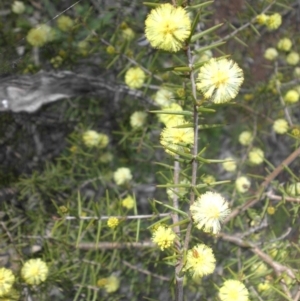 Acacia ulicifolia at Ainslie, ACT - 7 Sep 2016