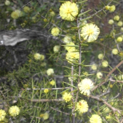 Acacia ulicifolia (Prickly Moses) at Mount Ainslie - 7 Sep 2016 by SilkeSma