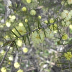 Acacia ulicifolia at Ainslie, ACT - 7 Sep 2016