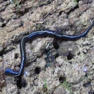 Caenoplana coerulea at Kianga, NSW - 2 May 2016 12:00 AM