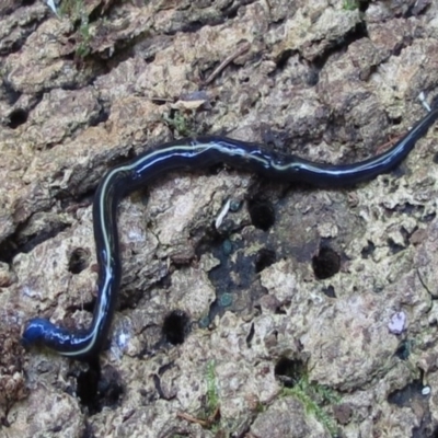 Caenoplana coerulea (Blue Planarian, Blue Garden Flatworm) at Kianga, NSW - 2 May 2016 by Teresa