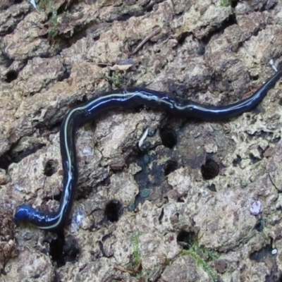 Caenoplana coerulea (Blue Planarian, Blue Garden Flatworm) at Bodalla State Forest - 1 May 2016 by Teresa