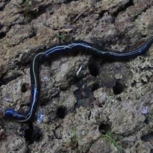 Caenoplana coerulea at Kianga, NSW - 2 May 2016 12:00 AM