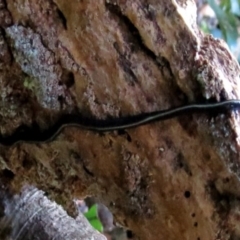 Caenoplana coerulea at Kianga, NSW - 2 May 2016 12:00 AM